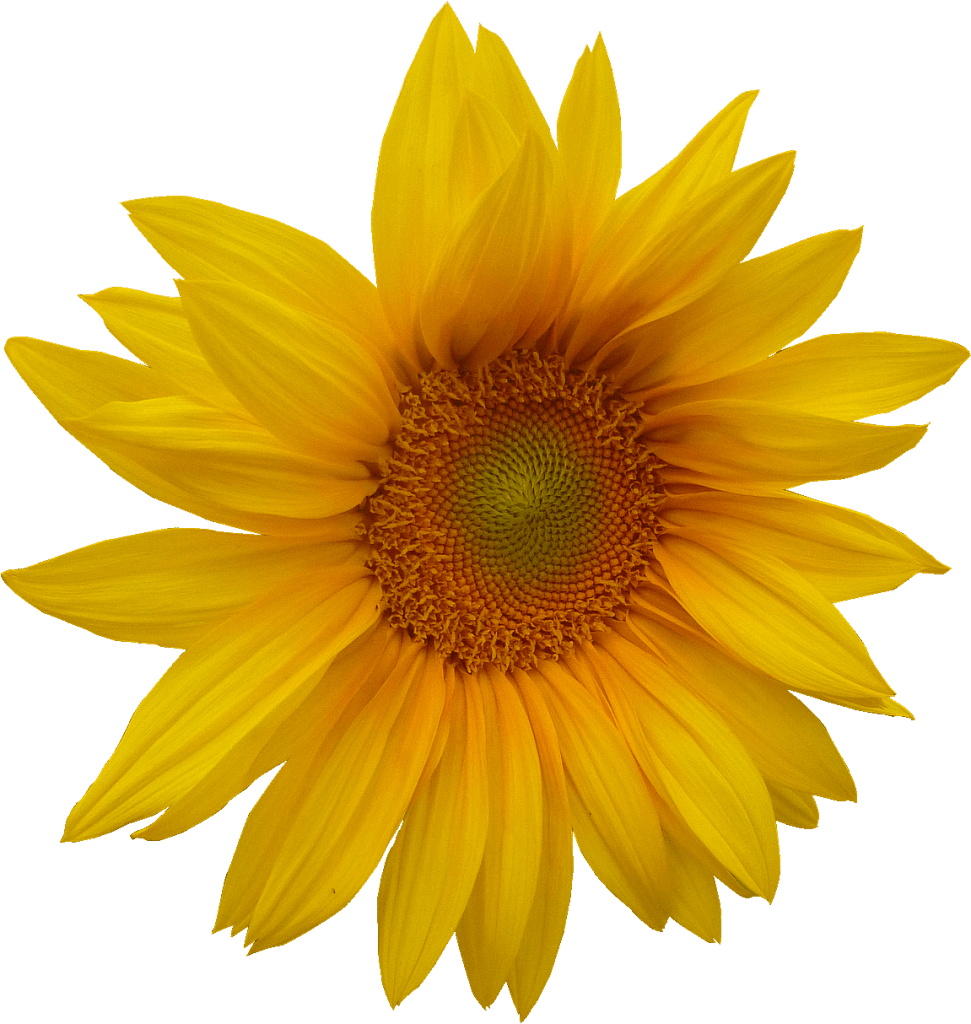 Fleurs