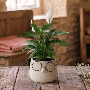 arrangement de plantes original L'intello avec lunettes