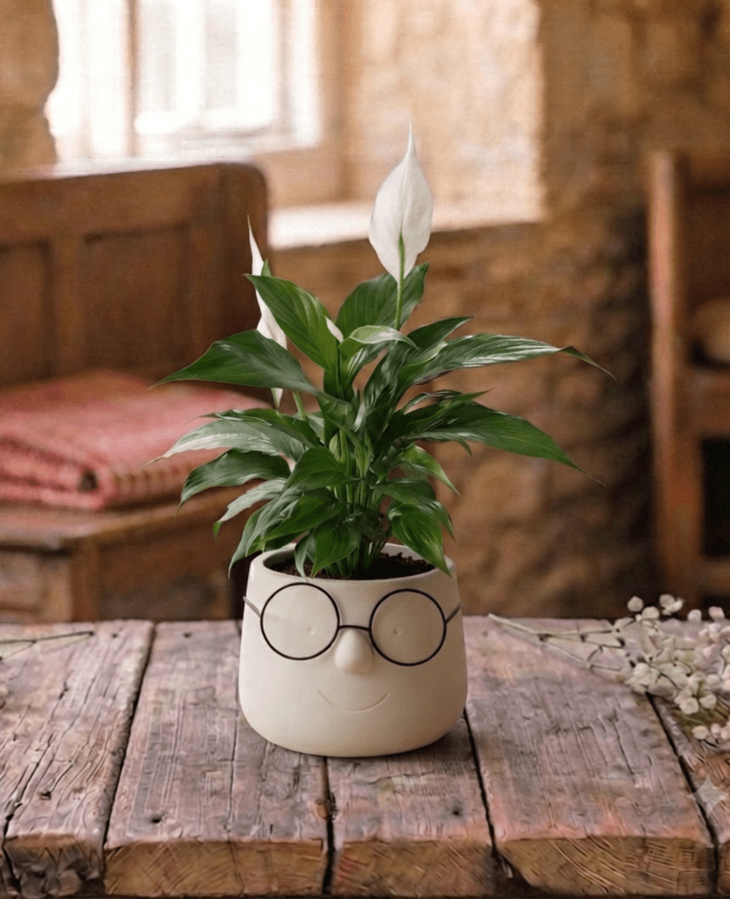 arrangement de plantes original L'intello avec lunettes
