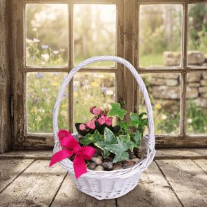 jardin de plantes tropicales dans un panier osier blanc