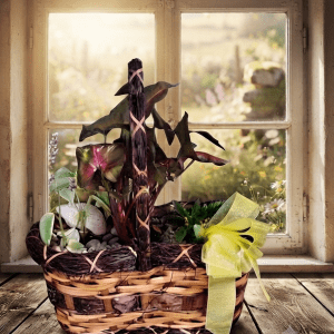 jardin de plantes tropicales dans un panier