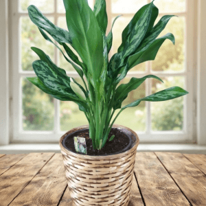 Araceae luxuriante dans un panier en osier de 10 pouces