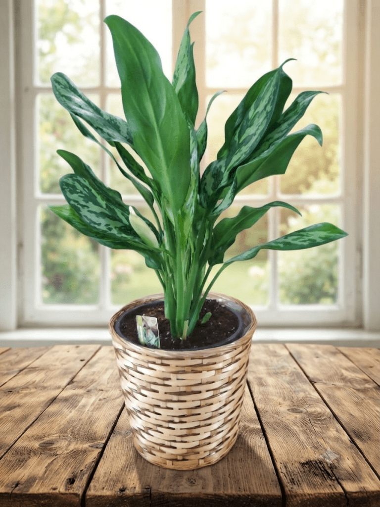 Araceae luxuriante dans un panier en osier de 10 pouces