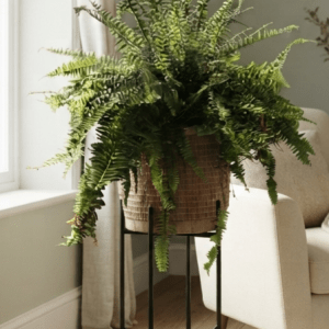 Fougère Boston luxuriante présentée dans un panier en osier sur porte-plante