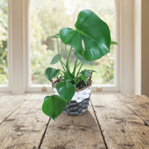 Monstera luxuriant dans un panier de 8 pouces