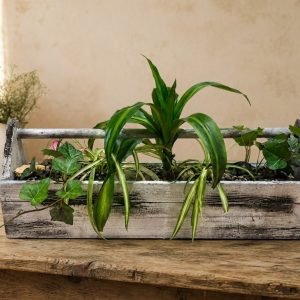 Jardin de plantes tropicales dans un vieux coffre à outils en bois
