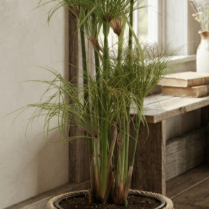Plante papyrus haute et élancée dans un panier en rotin