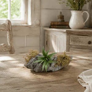 Tillandsia sur bois de grève, plante aérienne décorative
