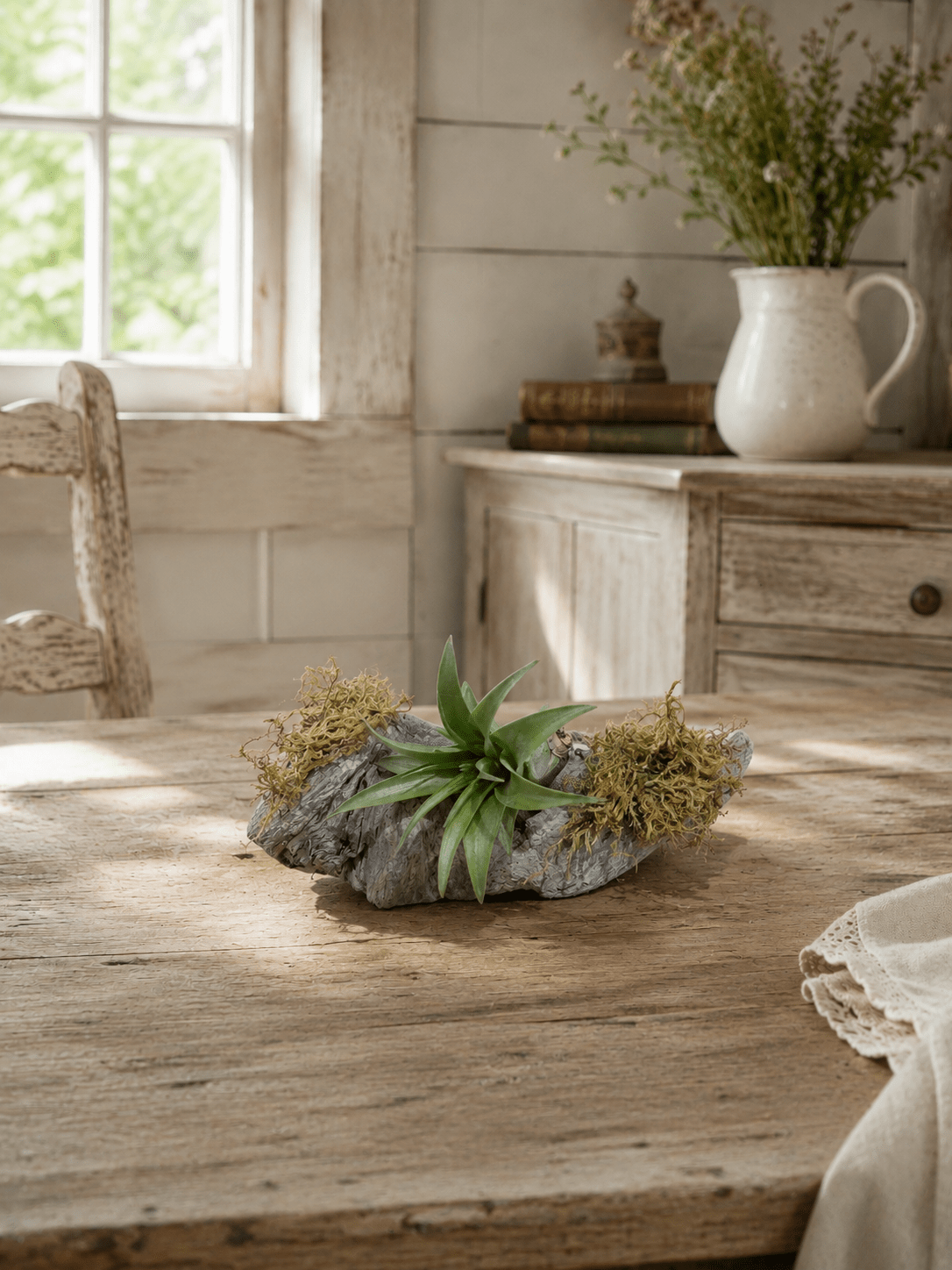 Tillandsia sur bois de grève, plante aérienne décorative